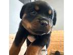 Rottweiler Puppy for sale in Highland, CA, USA