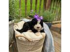 Mutt Puppy for sale in Marshall, NC, USA