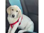 Labrador Retriever Puppy for sale in Westland, MI, USA