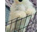 Schnauzer (Miniature) Puppy for sale in Spring Hill, FL, USA