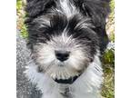 Schnauzer (Miniature) Puppy for sale in Torrington, CT, USA
