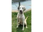 Adopt Marshall a English Pointer