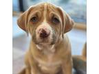 Adopt Buster Brown a Mixed Breed