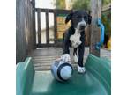 Adopt Max a Black Labrador Retriever, Boxer