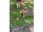 Adopt Brownie a Mixed Breed