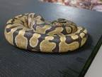 Adopt A534356 a Snake
