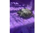 Adopt FLIPPERS a Turtle