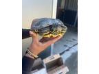 Adopt SQUIRT a Turtle
