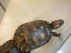 Adopt RAMBO a Turtle