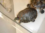 Adopt ROCKY a Turtle