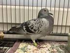 Adopt MOONBEAM a Pigeon