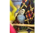 Adopt Azure a Parakeet (Other)