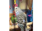 Adopt Cerulean a Parakeet (Other)