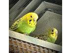 Adopt KISMIT a Parakeet (Other)