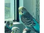Adopt PARAKEET 1 a Parakeet (Other)
