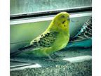 Adopt PARAKEET 7 a Parakeet (Other)