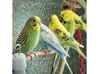 Adopt HAWORTH a Parakeet (Other)