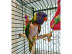 Adopt HANK a Parrot (Other)