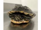 Adopt A1319105 a Turtle