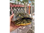 Adopt A1318761 a Turtle