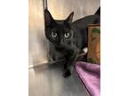 Adopt ECLIPSE a Domestic Short Hair