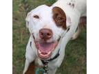 Adopt Fergie a Pit Bull Terrier