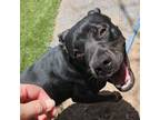 Adopt Nala a Terrier, Labrador Retriever