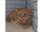 Adopt Gasoline a Domestic Short Hair