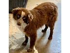 Adopt Cracker Jack a Australian Shepherd