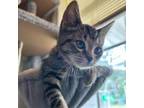 Adopt Martha May a Domestic Short Hair