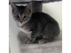 Adopt Clarabelle a Domestic Short Hair