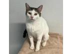 Adopt Moo Kitty a Domestic Short Hair