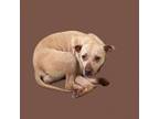 Adopt Gia a Pit Bull Terrier, Labrador Retriever