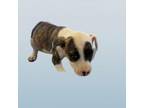 Adopt TUSC-Stray-tu7826 a Terrier