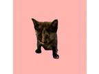 Adopt Hope a Domestic Short Hair