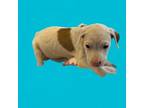 Adopt TUSC-Stray-tu7826_2 a Terrier