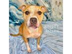 Adopt SOPHIE a Mixed Breed