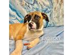 Adopt LADECKY a Mixed Breed
