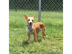 Adopt Hope (WM 6) a Terrier