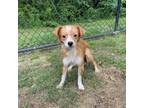 Adopt (HOLD) West Memphis 2 a Terrier