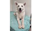 Adopt Dee Dee a Husky, Mixed Breed