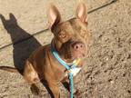 Adopt BUNNI a Pit Bull Terrier, Mixed Breed