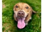 Adopt RUBY a Pit Bull Terrier, Mixed Breed