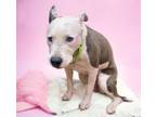 Adopt BARBARA a Pit Bull Terrier