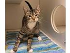 Adopt LITTLE LADY a Domestic Short Hair
