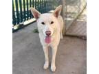 Adopt NYLA a Siberian Husky, Mixed Breed