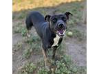 Adopt FALLON a Pit Bull Terrier, Mixed Breed