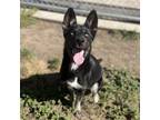 Adopt SOOKIE a German Shepherd Dog, Mixed Breed