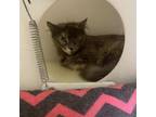 Adopt JULES a Domestic Medium Hair