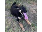 Adopt AMADORA a German Shepherd Dog